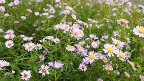 purple daisies blooming in dunkeld, scotland