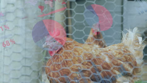 animation of infographic interface over hens locked in cage at poultry farm