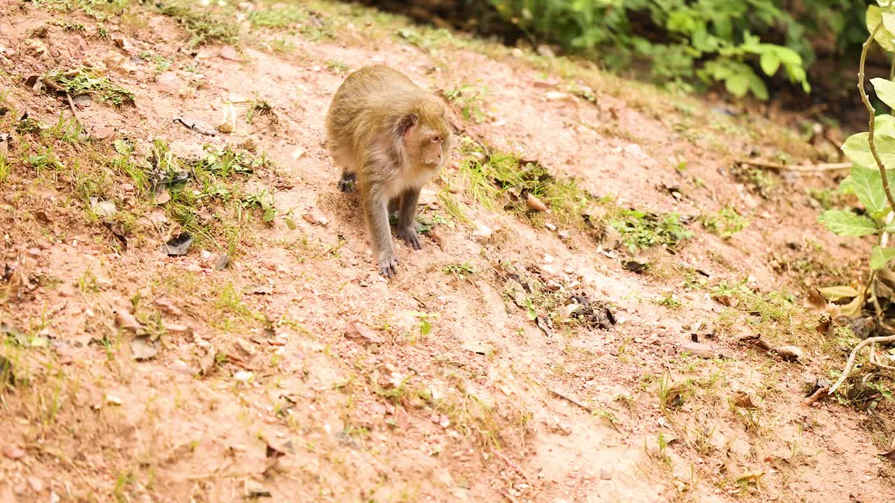 mono se mueve por una ladera cubierta de hierba en chonburi
