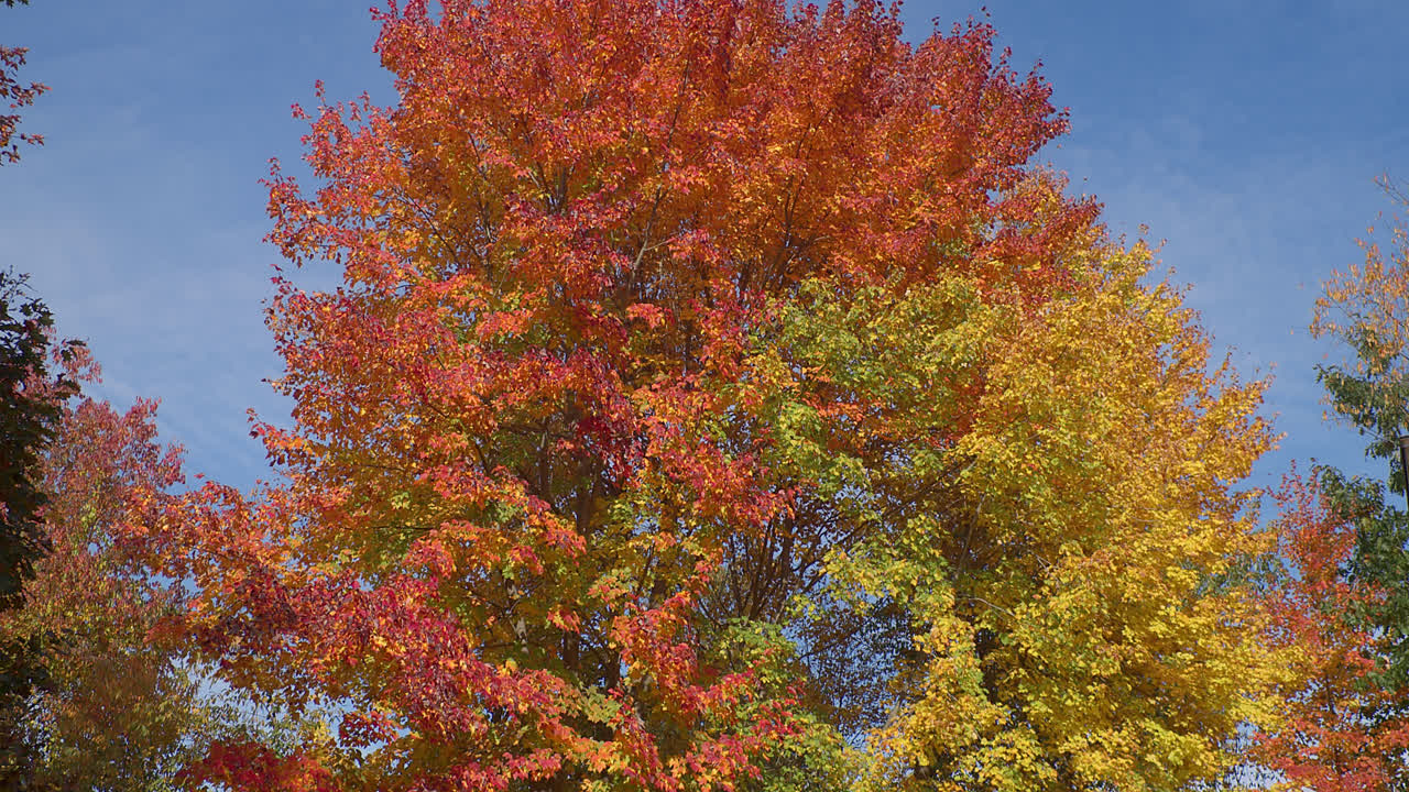 los árboles de otoño contrastan con un cielo azul cuando la cámara se inclina para revelar hojas naranjas, rojas, amarillas y verdes en esta escena de nueva inglaterra