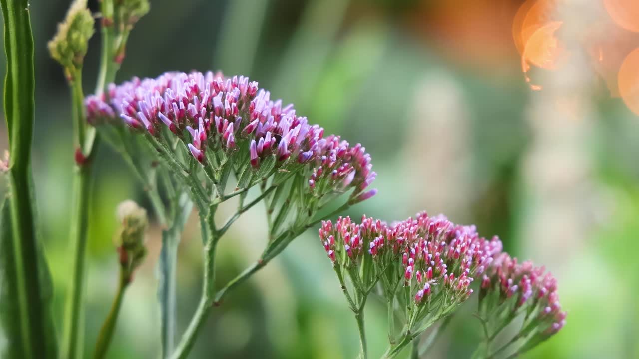 Vibrant purple flowers with green stems and a softly blurred background, capturing natural beauty and tranquility.