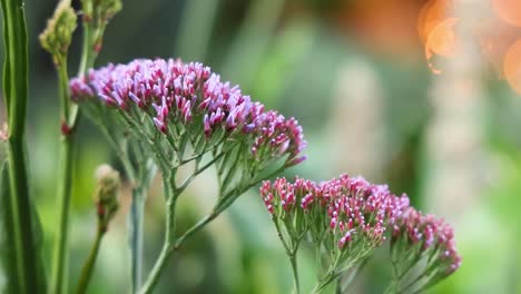 vibrant purple flowers with green stems and a softly blurred background, capturing natural beauty and tranquility.