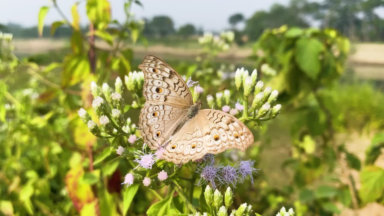 Una farfalla Pansè grigia (Junonia atlites) si posa su fiori Jack-in-the-Bush in fiore nel Bangladesh rurale, mostrando delicati motivi sulle ali e una tenue luce mattutina