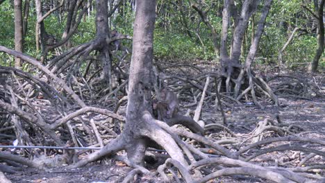 en medio del hábitat forestal en descomposición, la familia de vida silvestre de la isla de los monos en busca de alimento