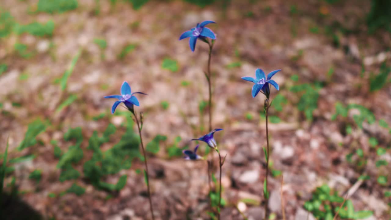 Plano estático de pequenas e delicadas flores silvestres azuis sobre um tapete de folhas secas.