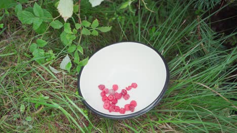 Fresh Picked Red Raspberry Placing In A White Bowl