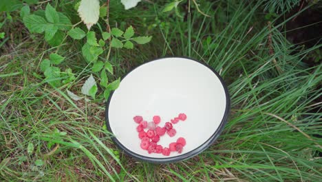 fresh picked red raspberry placing in a white bowl