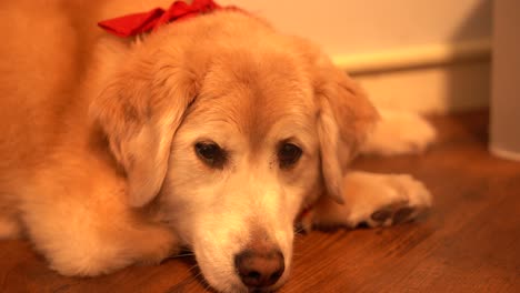 Cachorro-Golden-Retriever-Relajándose-En-Casa