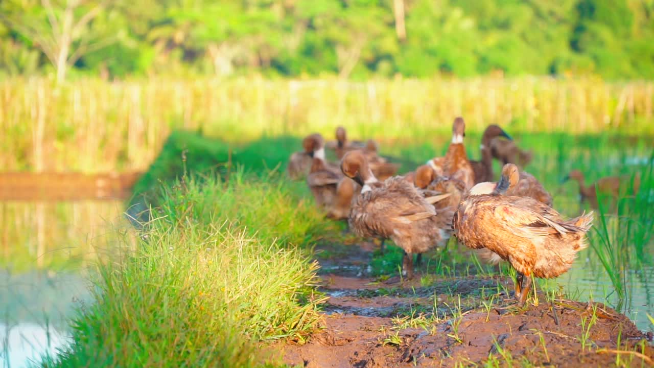 오리 떼가 연못 쪽에서 일광욕을 하고 있다