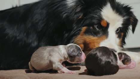 pastor australiano cuida a su cachorro recién nacido 08