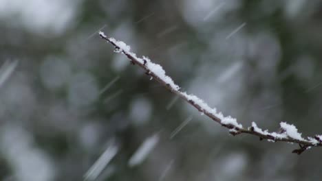 Zweig-Mit-Schnee-Bedeckt-Und-Viel-Schnee-Fällt