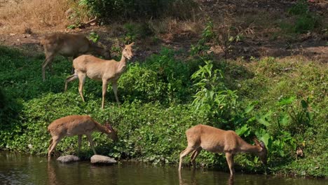 eld's deer, panolia eldii, four female individuals feeding on green grass and plants on the slope side of the bank at a stream in huai kha kaeng wildlife sanctuary, thailand