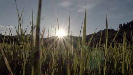 Sonnenuntergang-Auf-Schlanken-Grashalmen