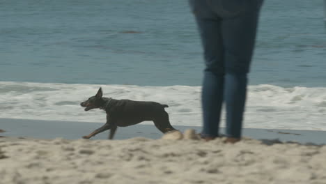 dog running at beach in slow motion