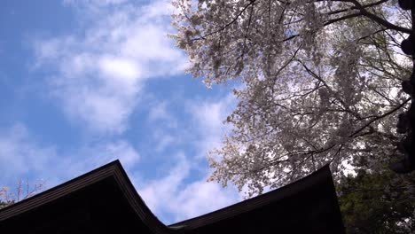 아름다운 사쿠라 나무 사원과 푸른 하늘의 슬로우 모션 보기