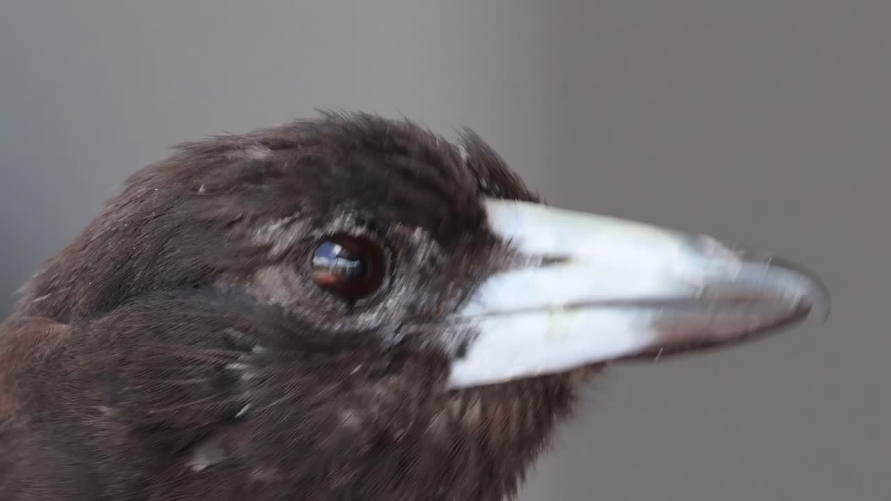 primer plano de una urraca girando la cabeza