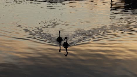 two swans swimming together at sunset