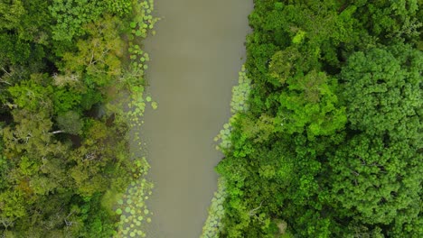 toma aérea de arriba hacia abajo, vista panorámica de un pequeño brazo del río amazonas en medio de la selva amazónica en colombia