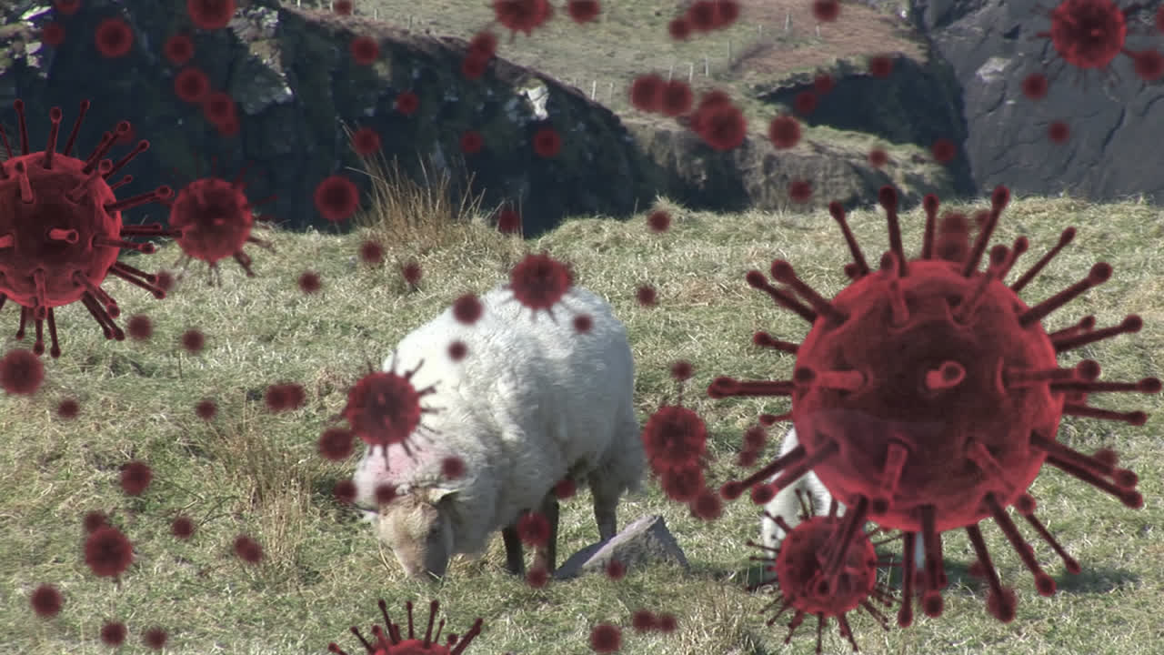 covid-19 세포는 양이 풀을 먹는 것에 대항합니다.