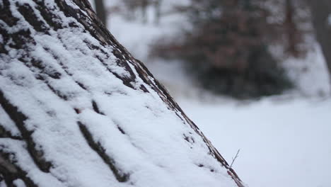 snow covered tree bark - locked shot