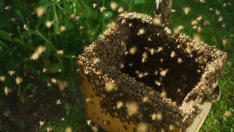 thousands of useful bees in open hive