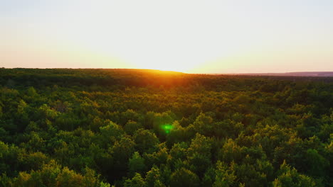 tops of trees at sunset. the sun rising up over the green forest. nature background in summer. aerial view. camera moves to the left.