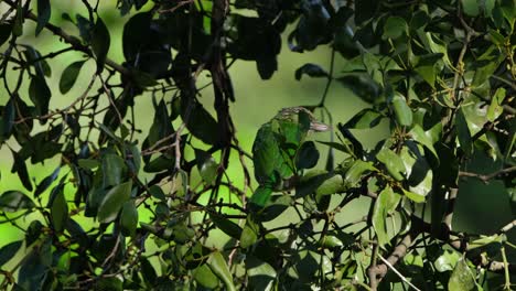 Gesehen-Im-Laub-Eines-Baumes,-Der-Sich-Umschaut-Und-Dann-Nach-Rechts-Oben-Fliegt,-Grünohrbarbet-Megalaima-Faiostricta,-Thailand