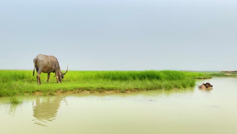 Ein-Wasserbüffel-Grast-Auf-üppigem-Grünem-Gras-In-Der-Nähe-Eines-Teiches,-Während-Ein-Anderer-Badet,-Was-Eine-Ruhige-Asiatische-Touristenszene-Widerspiegelt