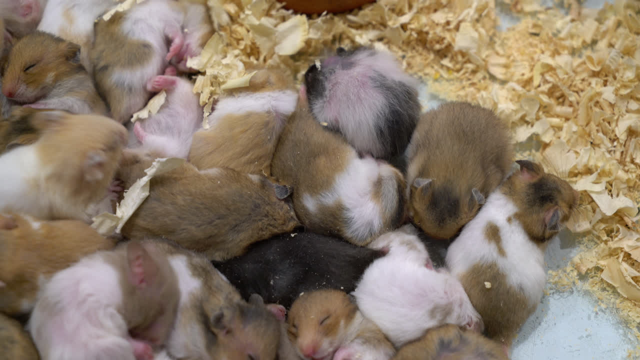 농장의 귀여운 햄스터