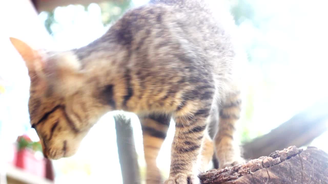 la hermosa naturaleza de los gatitos