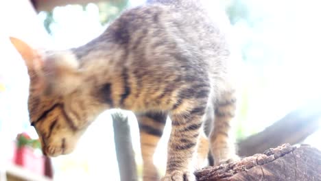 beautiful kitty nature