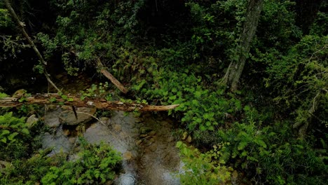 Beautiful-panning-shot-of-a-river-in-a-green-forest-with-a-branch-in-the-foreground,-drone-footage