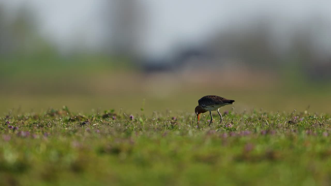 Medium shot of a black-tailed godwit walking and foraging in open grasslands on a warm summer day
