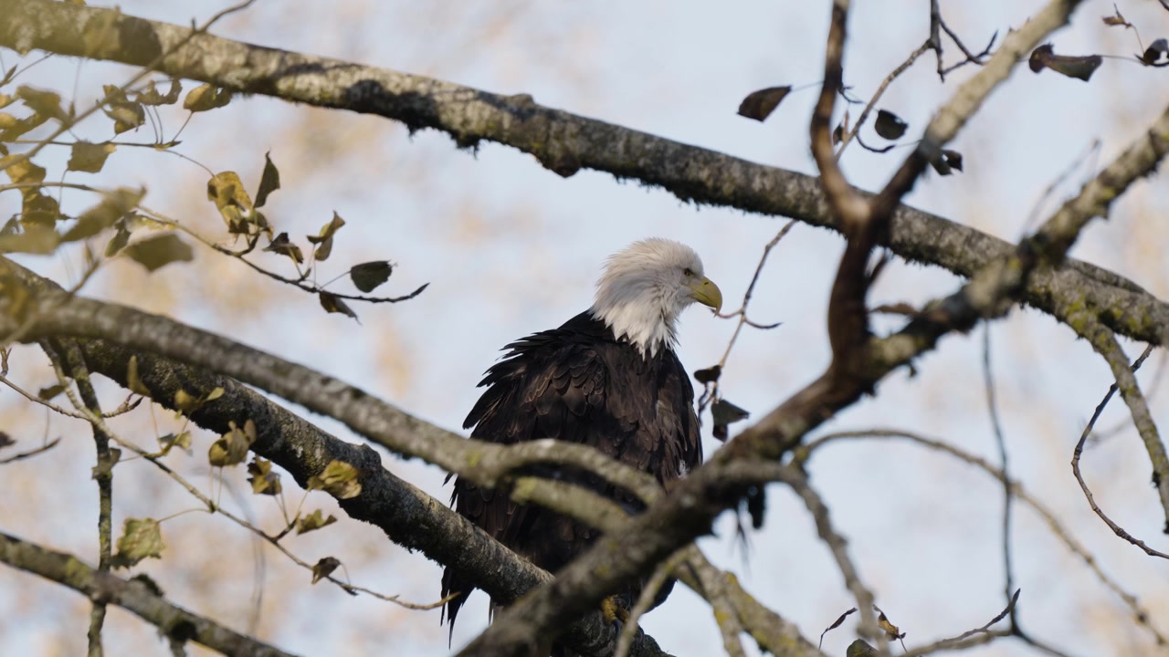 Bald Eagle in tree preening its feathers, Harrison Mills, British Columbia