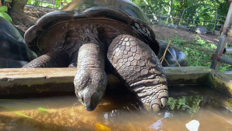 aldabra land giant tortoise drinking water inside concrete water tank, they drink water with their nose mahe seychelles