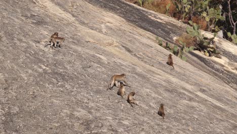 a troop of baboons moving across a steep rock face