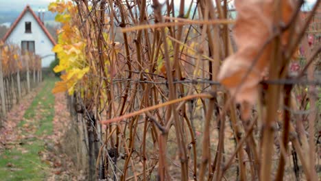 vineyard in the autumn