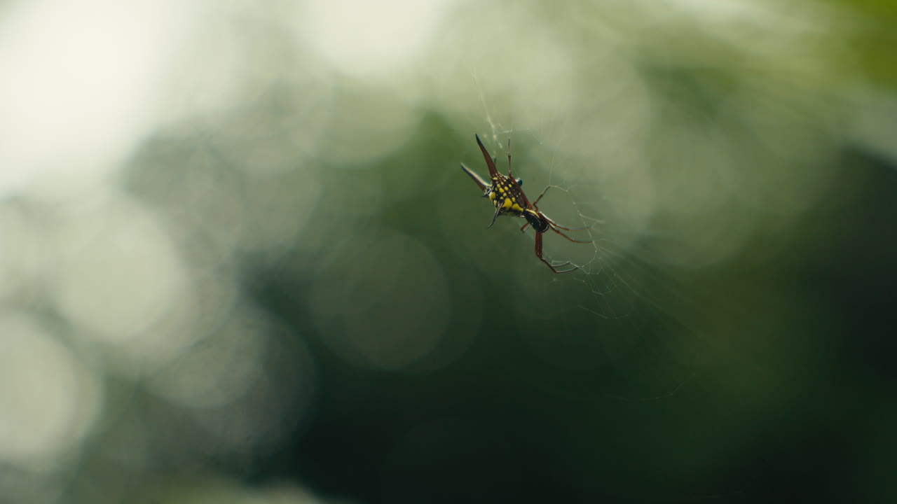 Close-up of a Spiny Orb-Weaver Spider on its Web