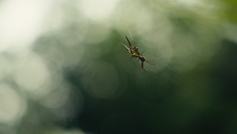 close-up of a spiny orb-weaver spider on its web