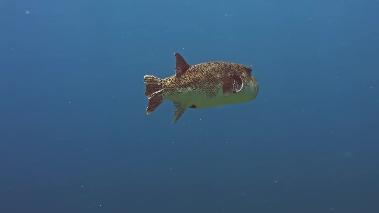 Un grande pesce palla gigante con il suo caratteristico motivo a macchie sulla pelle, scivola attraverso l'acqua blu aperta nel Mar Rosso