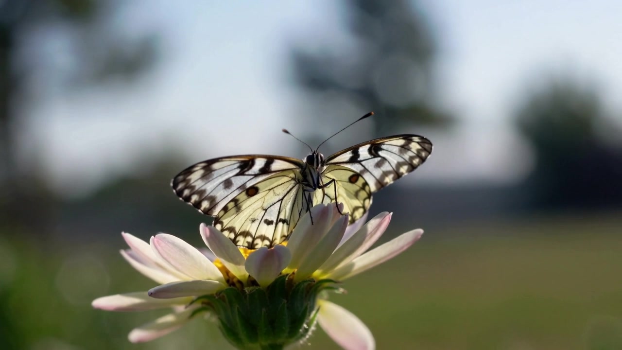 Farfalla bianca e nera che atterra, percepisce il nettare e sonda il disco di una margherita rosa pallido in un campo