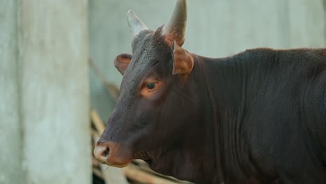 close-up of a brown cow's head