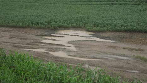 pan shot of a muddy road in a soybean field in usa.