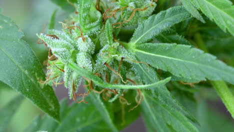 imágenes del primer plano de la planta de cannabis, arbusto de marihuana