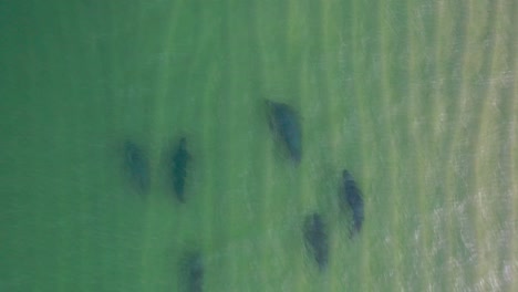 rastreando una manada de seis focas grises oscuras mientras nadan en aguas poco profundas cerca de la orilla