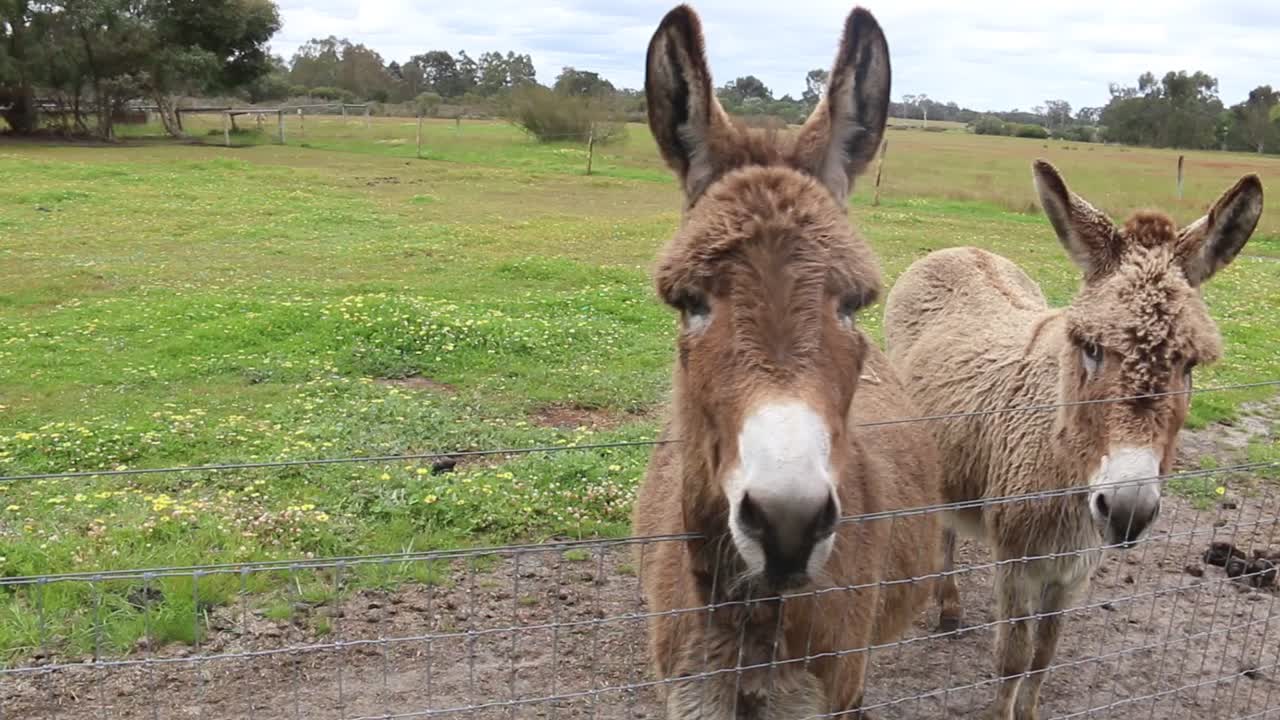 pasando junto a un par de burros marrones mirando por encima de una valla de alambre