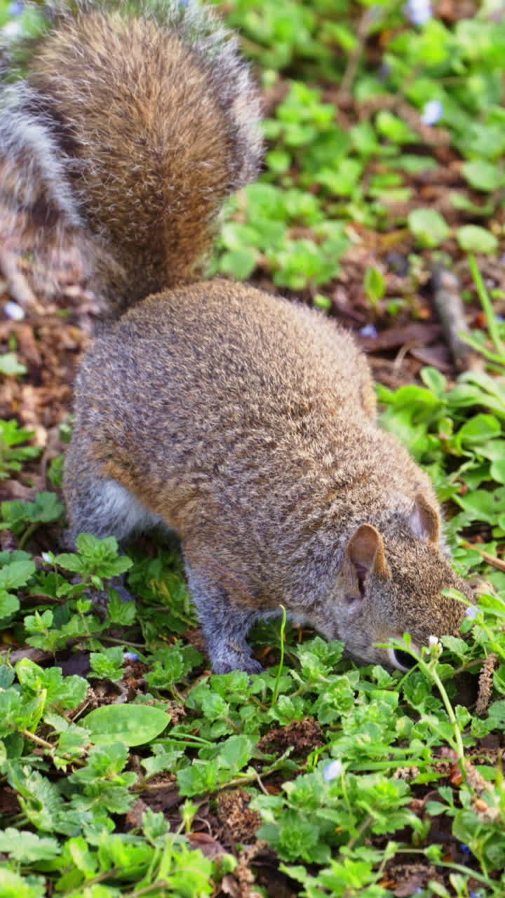 Close up of a squirrel looking through the grass in the park. Vertical