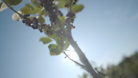 Sun&#039;s rays cross the green leaves of yerba mate, its botanical name is Ilex paraguariensis
