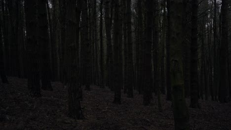 Un-Hombre-Camina-Por-El-Bosque-Con-Un-Traje-A-Prueba-De-Agua-De-Color-Naranja-Brillante-Al-Aire-Libre,-Un-árbol-En-Una-Escena-De-Bosque-En-Un-Frío-Día-De-Primavera,-Invierno,-Mientras-La-Lluvia-Cae-A-Través-De-La-Línea-De-árboles