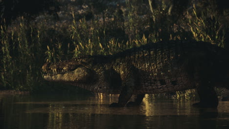 large crocodile resting by the waters edge in a natural habitat at dusk